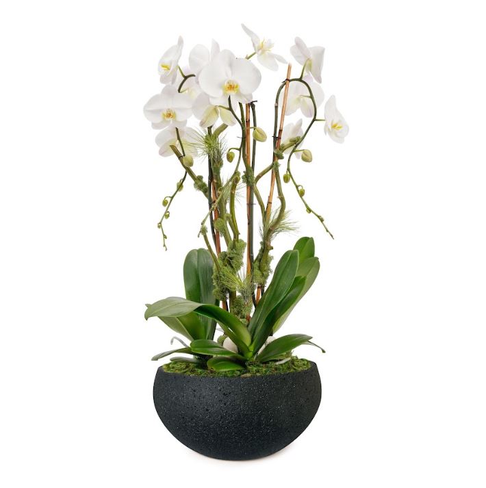 Fibercement Low Bowl Black with 3 Orchids Plant The Future