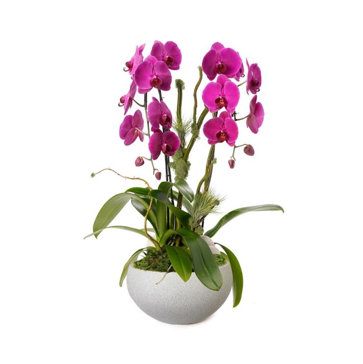 Fibercement Low Bowl White with 3 Orchids Plant The Future