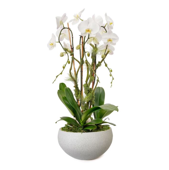 Fibercement Low Bowl White with 3 Orchids Plant The Future