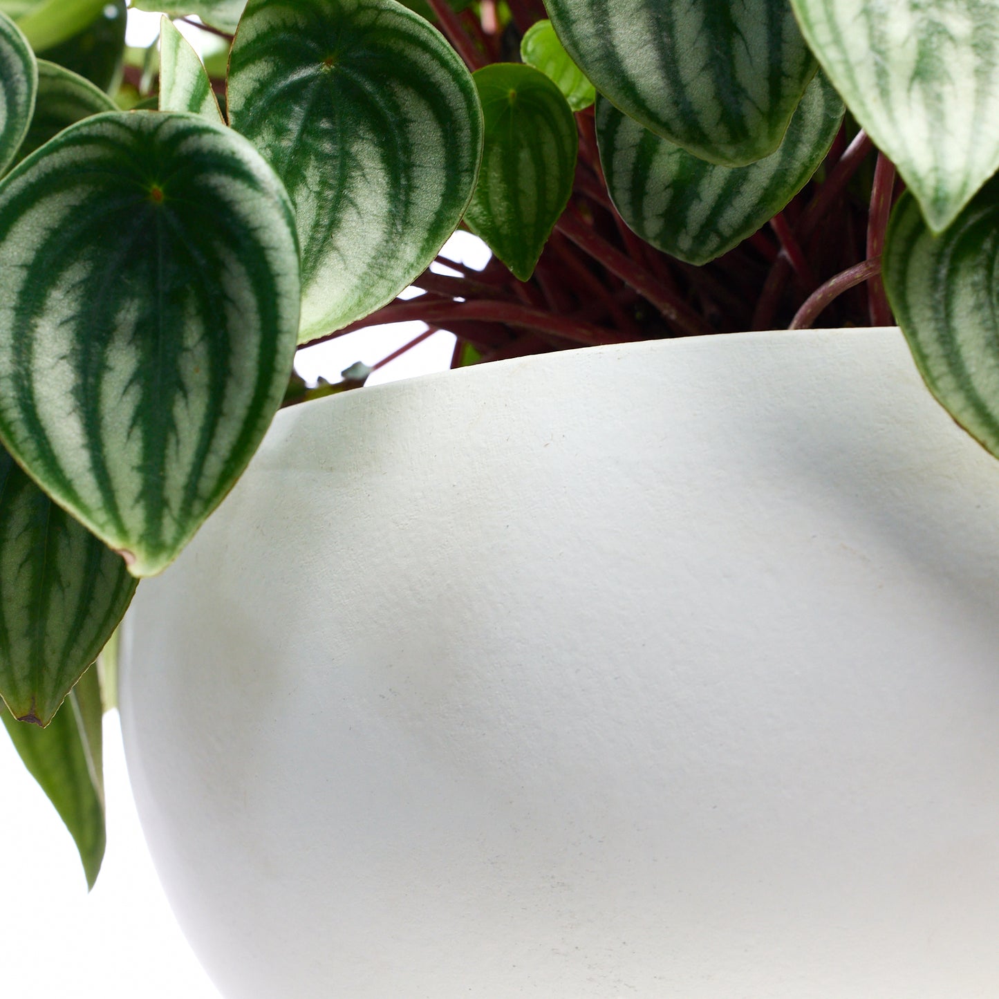 Fibercement Low Bowl white w/Foliage - Small PLANT THE FUTURE