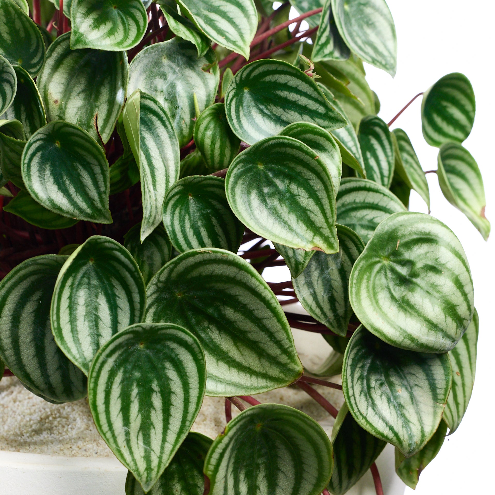Fibercement Low Bowl white w/Foliage - Small PLANT THE FUTURE