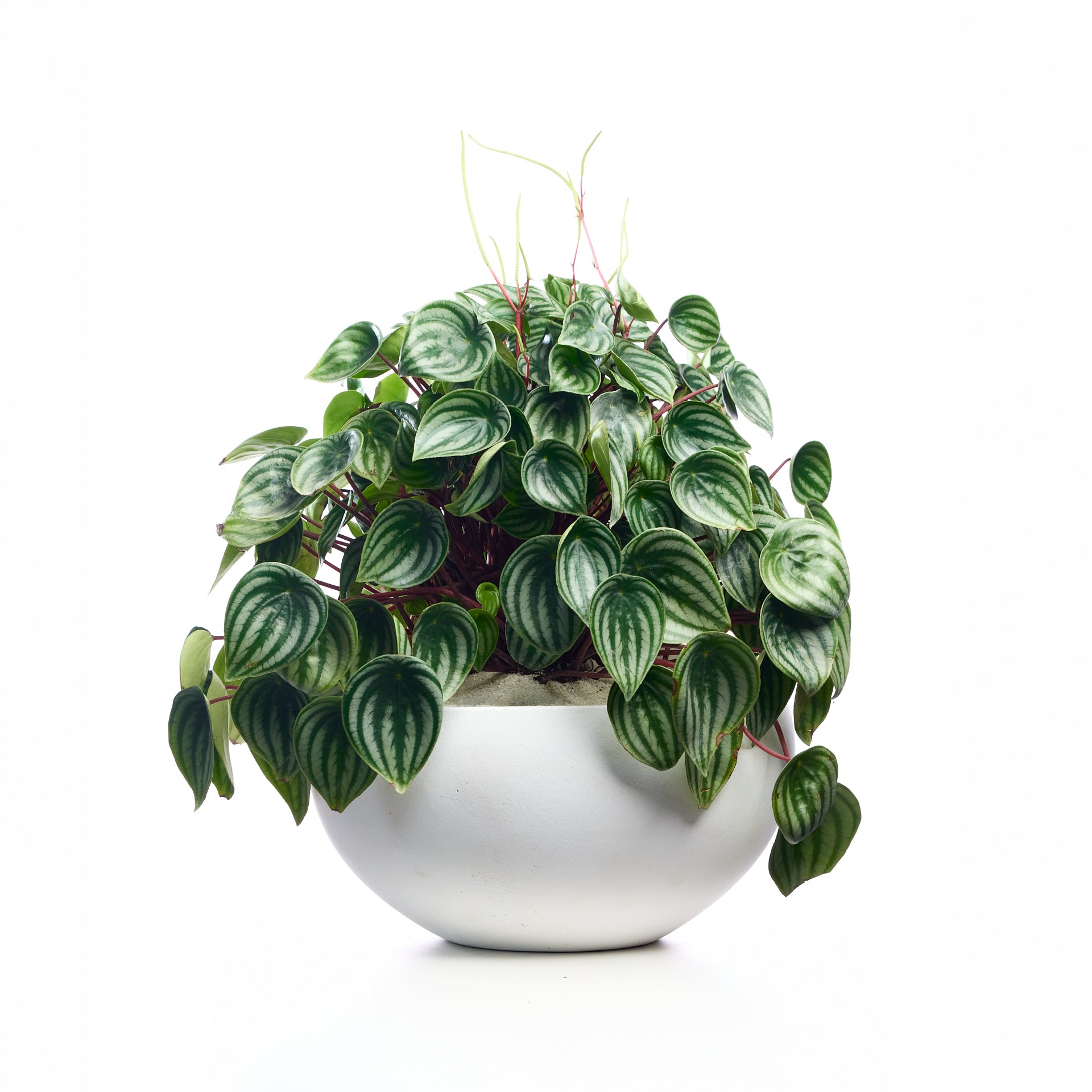 Fibercement Low Bowl white w/Foliage - Small PLANT THE FUTURE