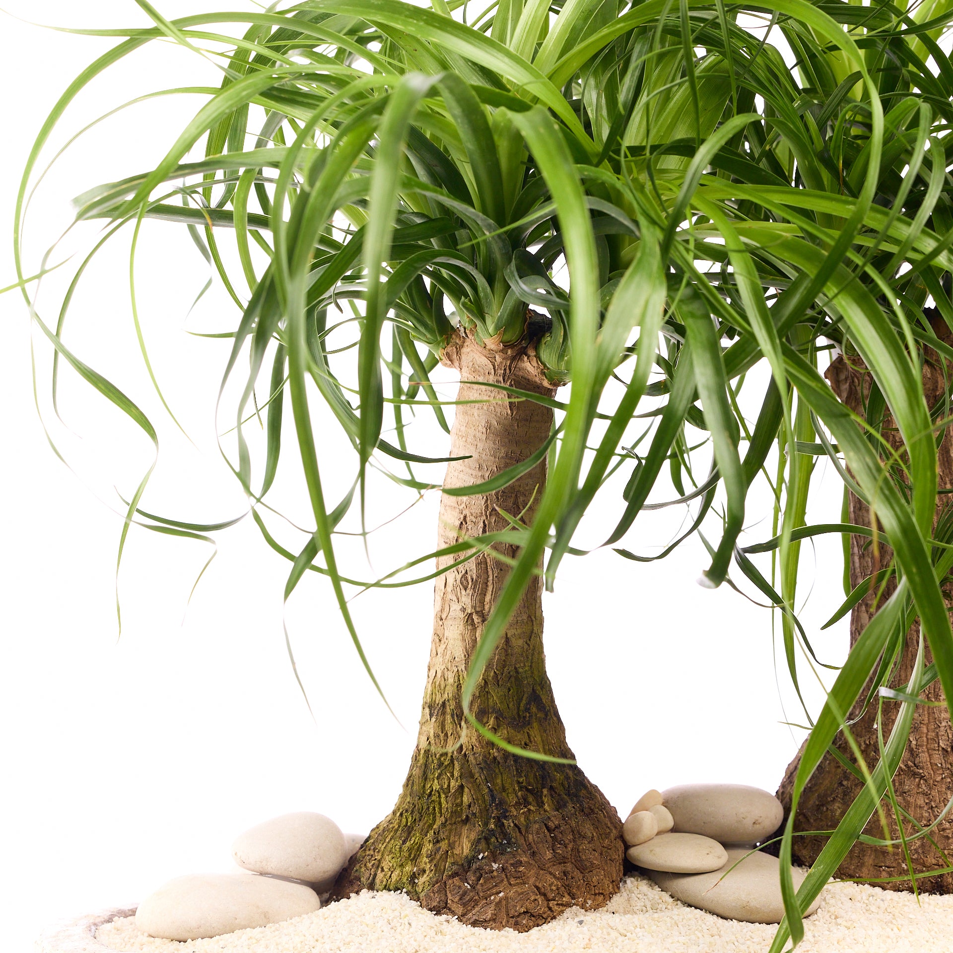 Fibercement Boat-Shape Medium (L22" H8") - Foliage Plant The Future