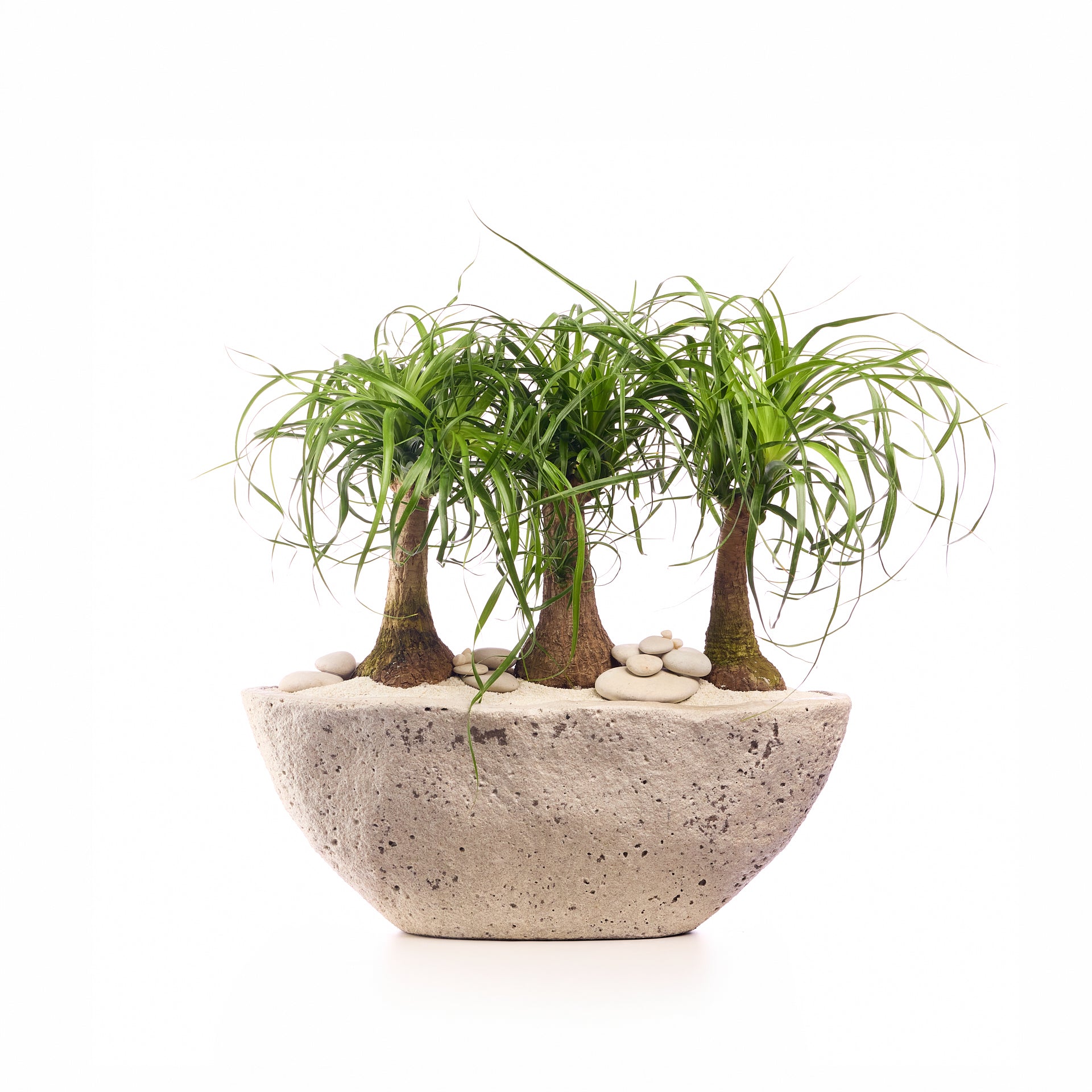 Fibercement Boat-Shape Medium (L22" H8") - Foliage Plant The Future