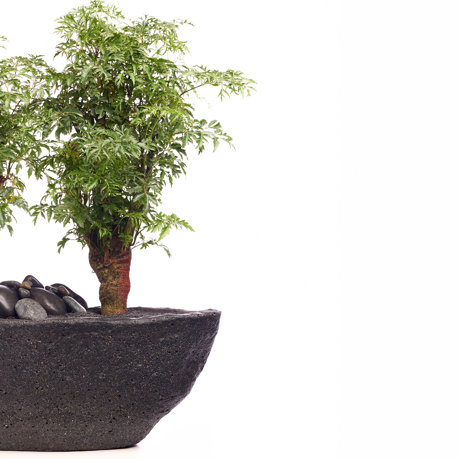 Fibercement Boat-Shape Small (L18" H7") - Foliage Plant The Future
