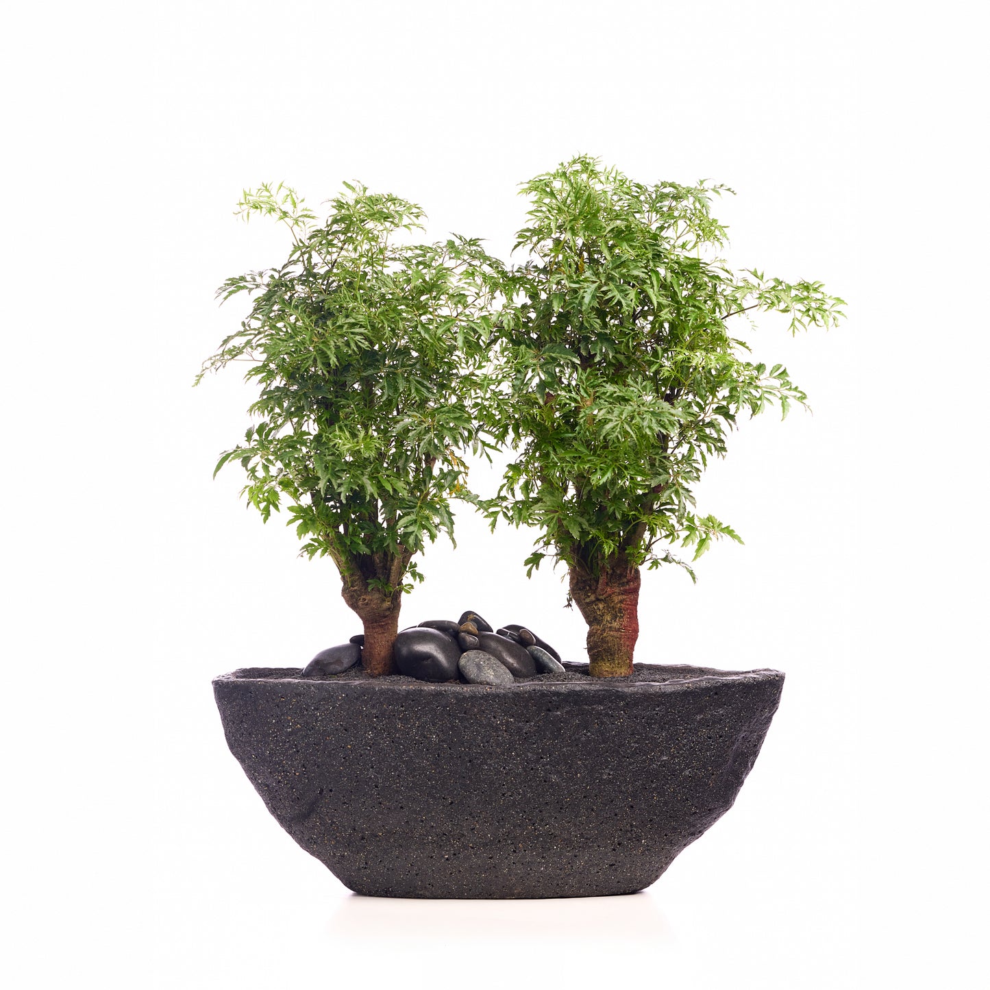 Fibercement Boat-Shape Small (L18" H7") - Foliage Plant The Future