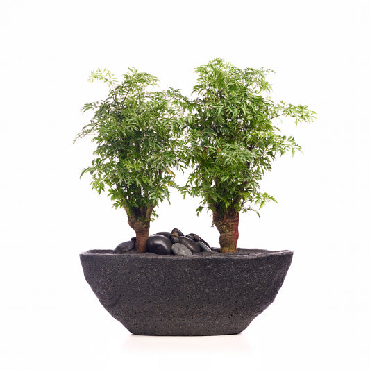 Fibercement Boat-Shape Small (L18" H7") - Foliage Plant The Future