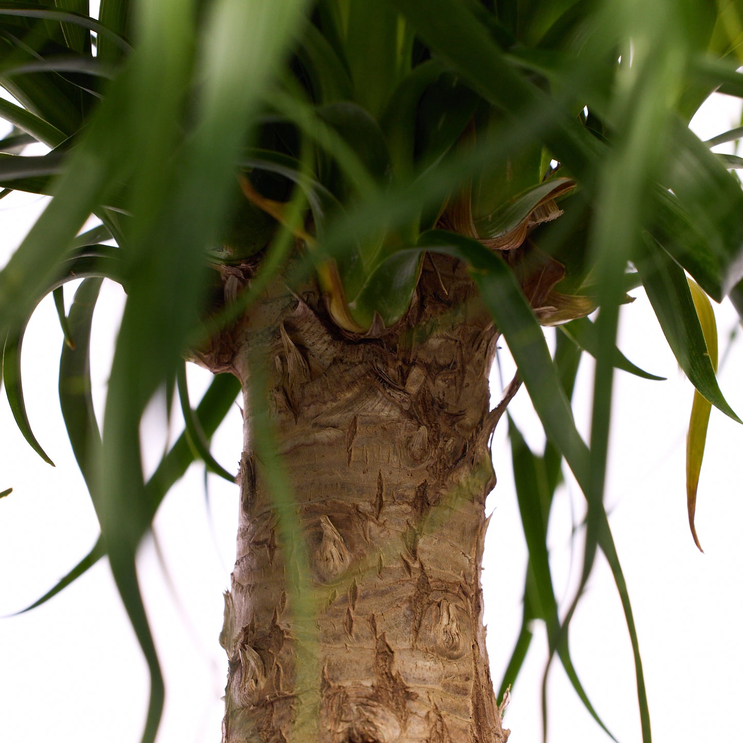 Fibercement Boat-Shape Small (L18" H7") - Foliage Plant The Future