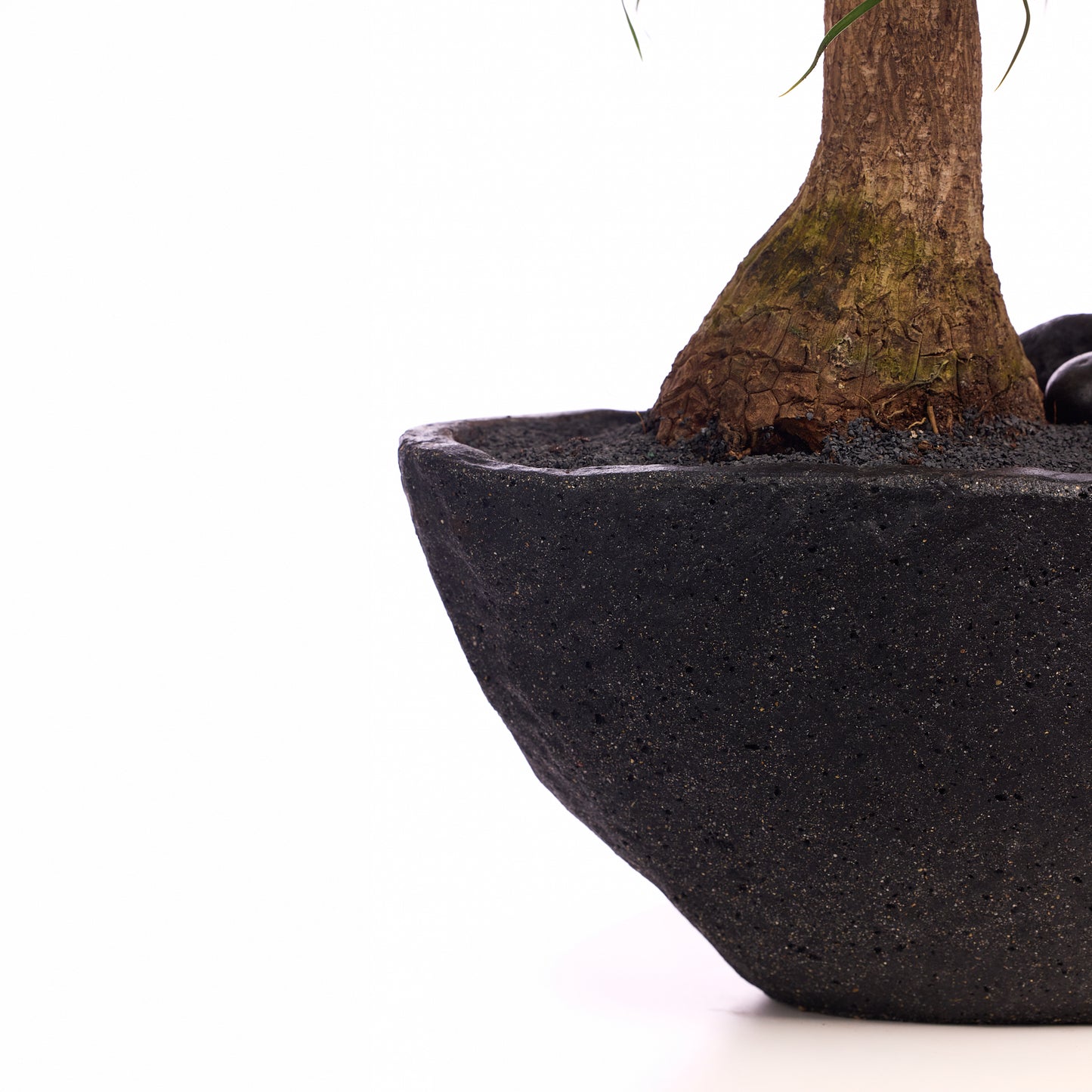 Fibercement Boat-Shape Small (L18" H7") - Foliage Plant The Future
