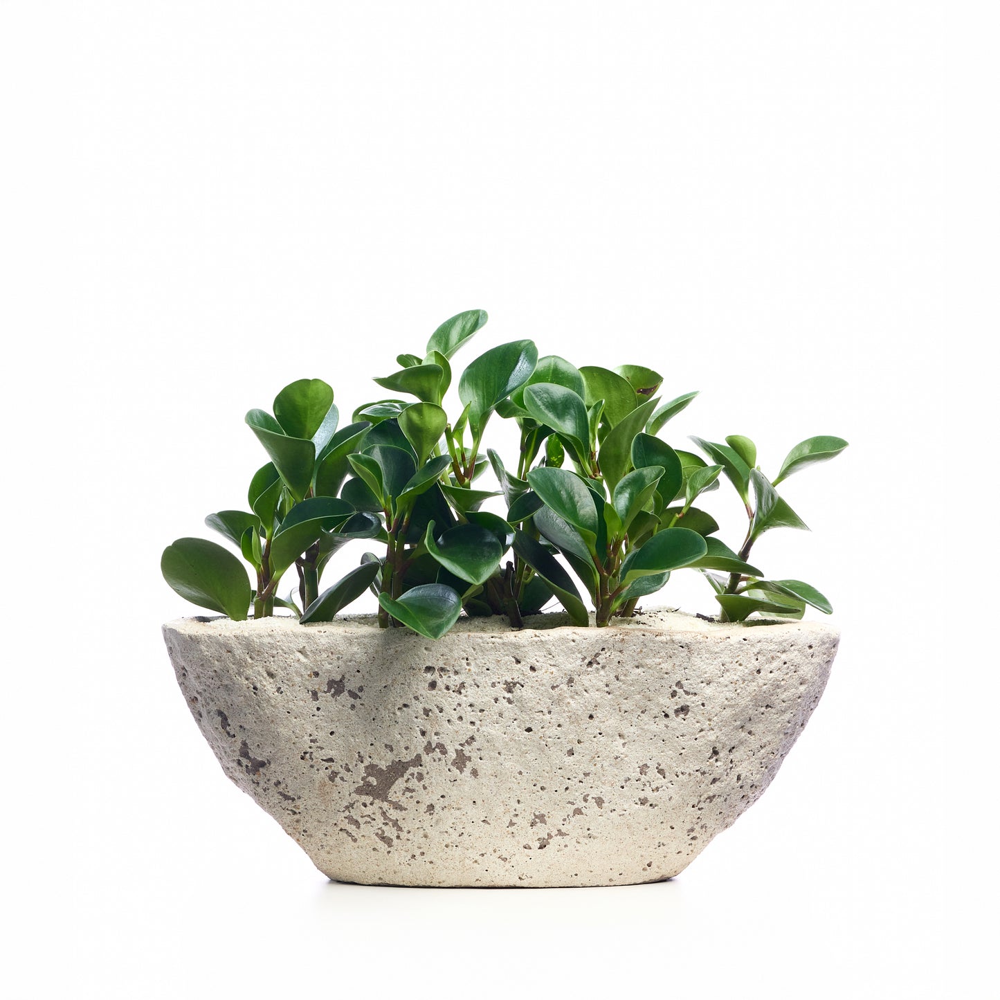 Fibercement Boat-Shape Small (L18" H7") - Foliage Plant The Future