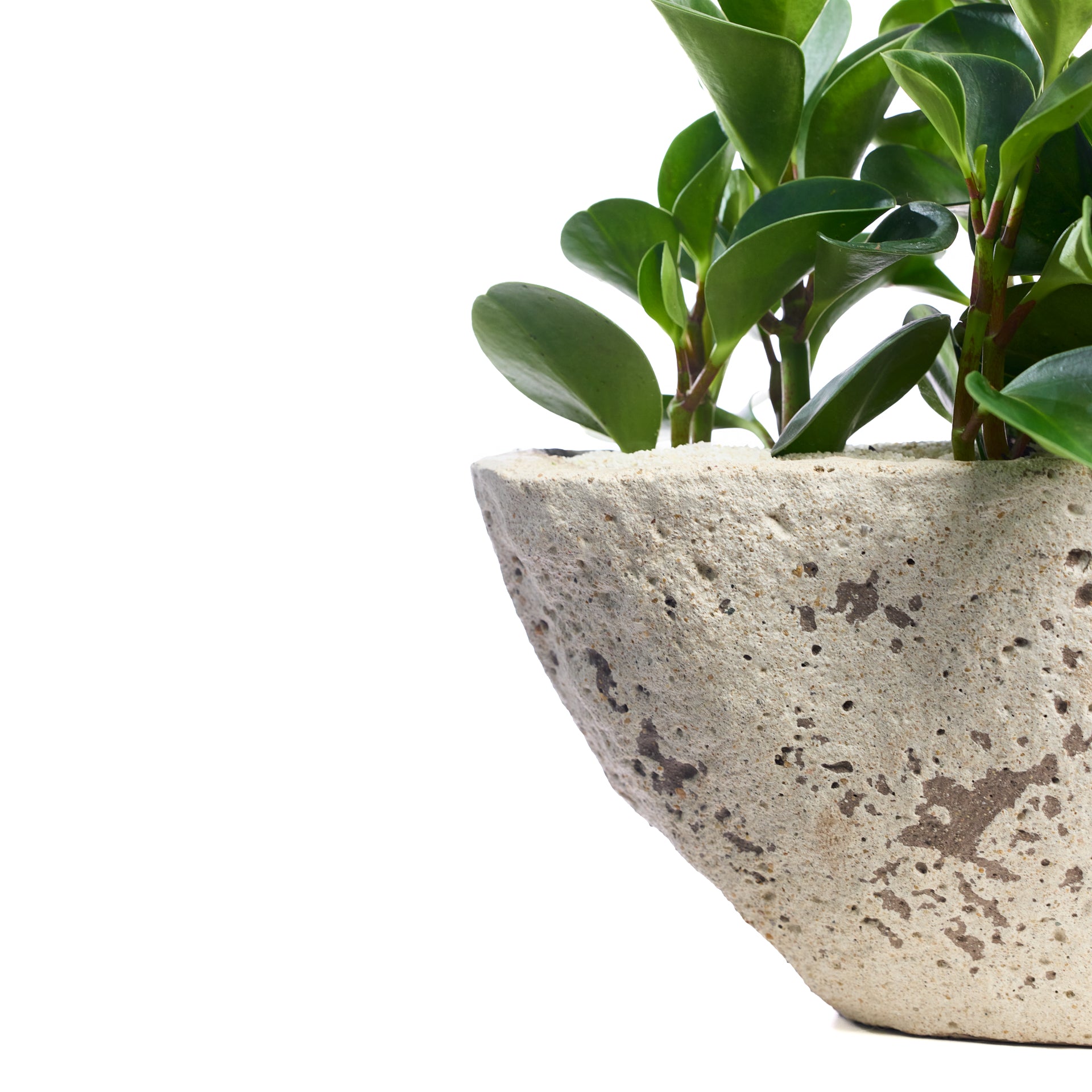 Fibercement Boat-Shape Small (L18" H7") - Foliage Plant The Future