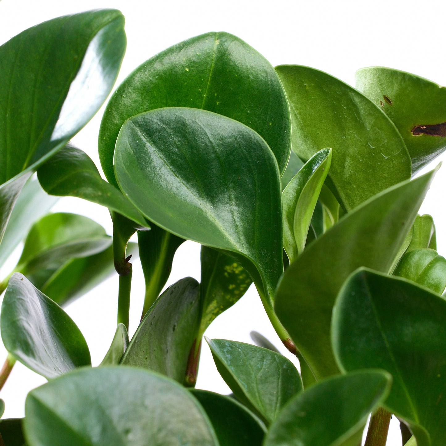Fibercement Boat-Shape Small (L18" H7") - Foliage Plant The Future