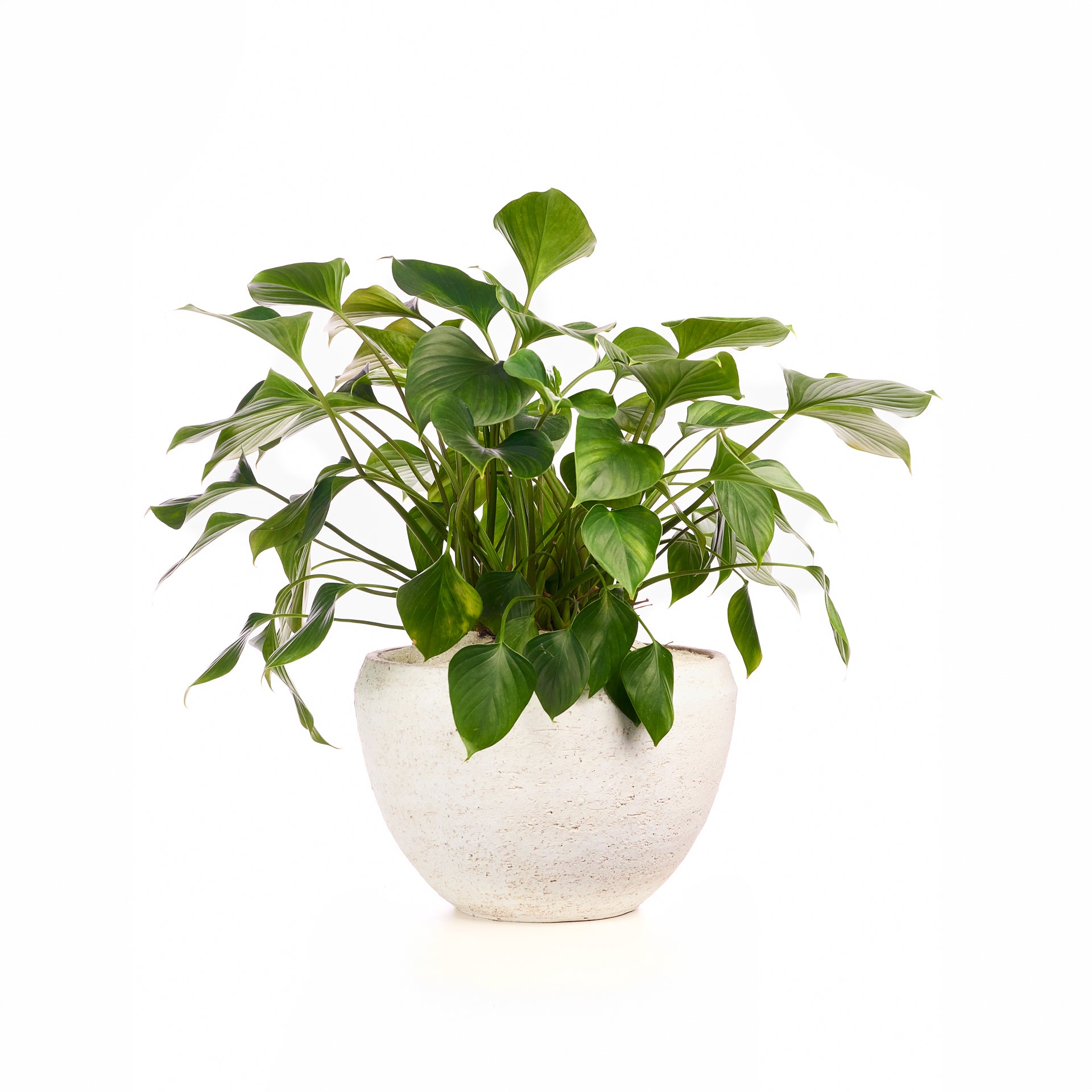 Fibercement Low Bowl White w/Foliage PLANT THE FUTURE