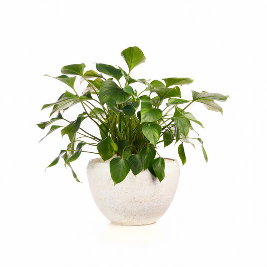 Fibercement Low Bowl White w/Foliage PLANT THE FUTURE