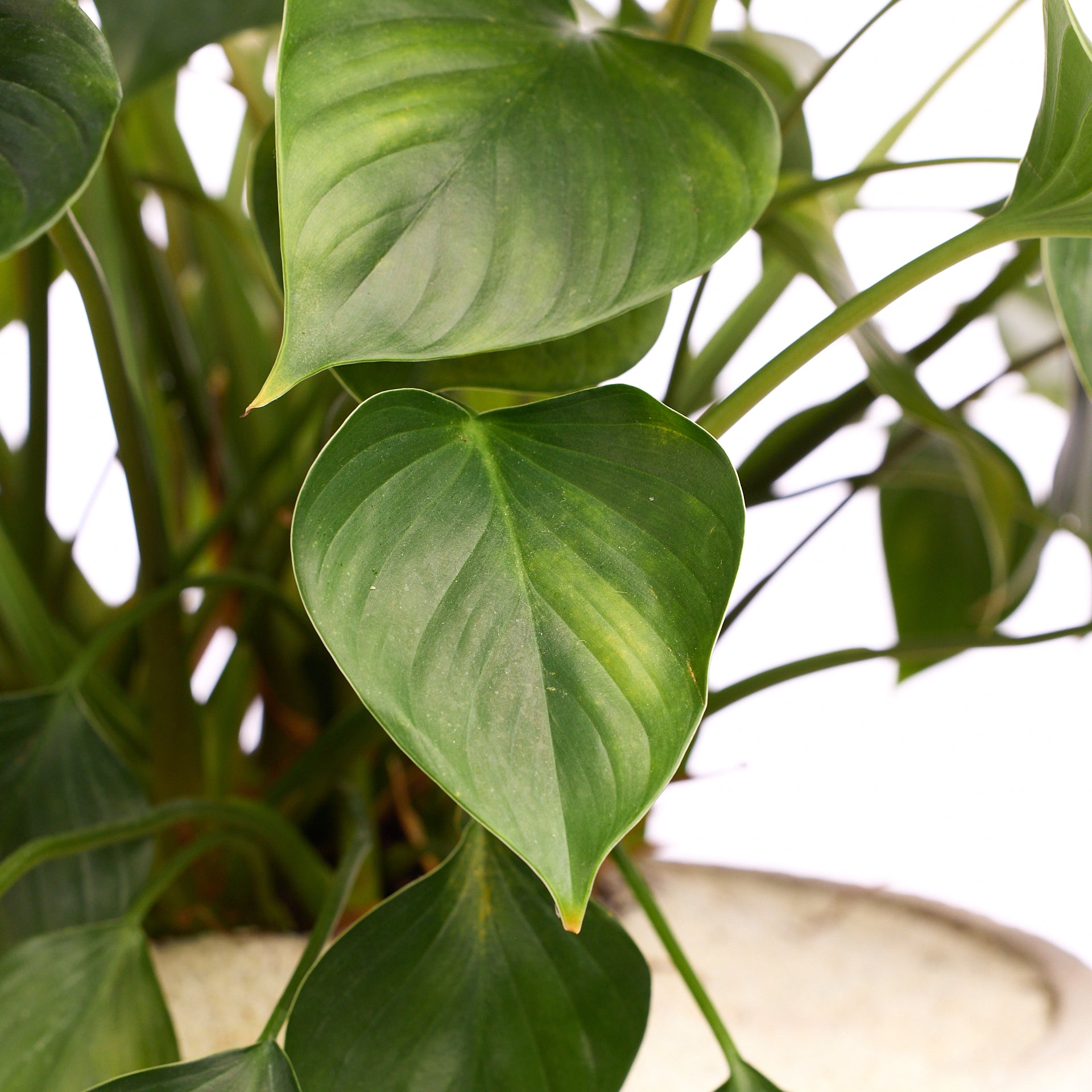 Fibercement Low Bowl White w/Foliage PLANT THE FUTURE