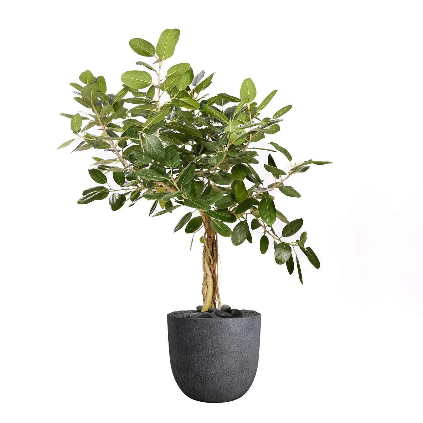 Fibercement Round White Large D18"-20" w/ Ficus Audry Tree D14" H5-6' PLANT THE FUTURE