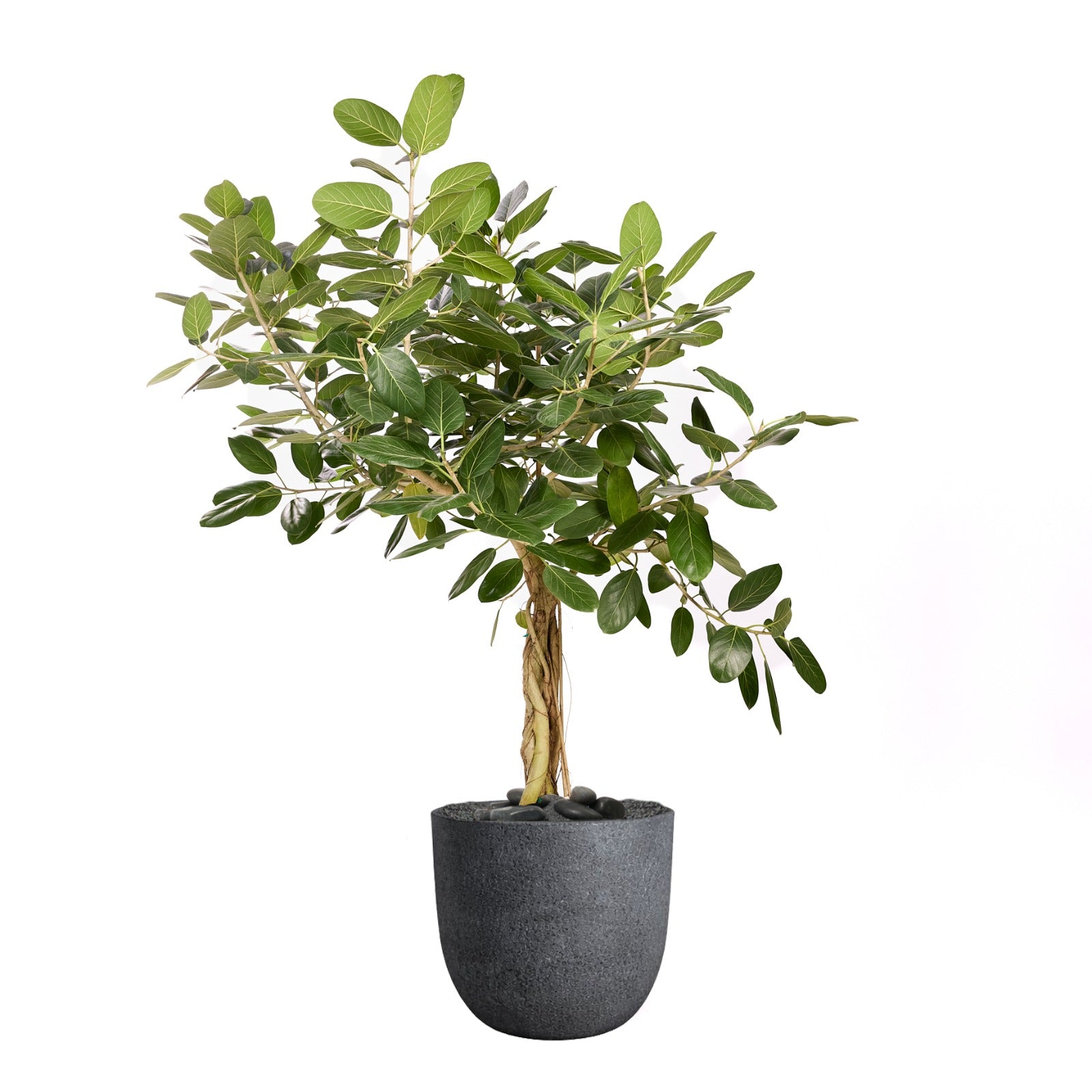Fibercement Round White Large D18"-20" w/ Ficus Audry Tree D14" H5-6' PLANT THE FUTURE
