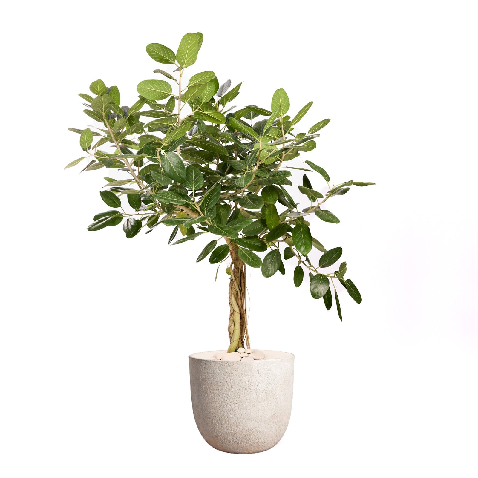 Fibercement Round White Large D18"-20" w/ Ficus Audry Tree D14" H5-6' PLANT THE FUTURE