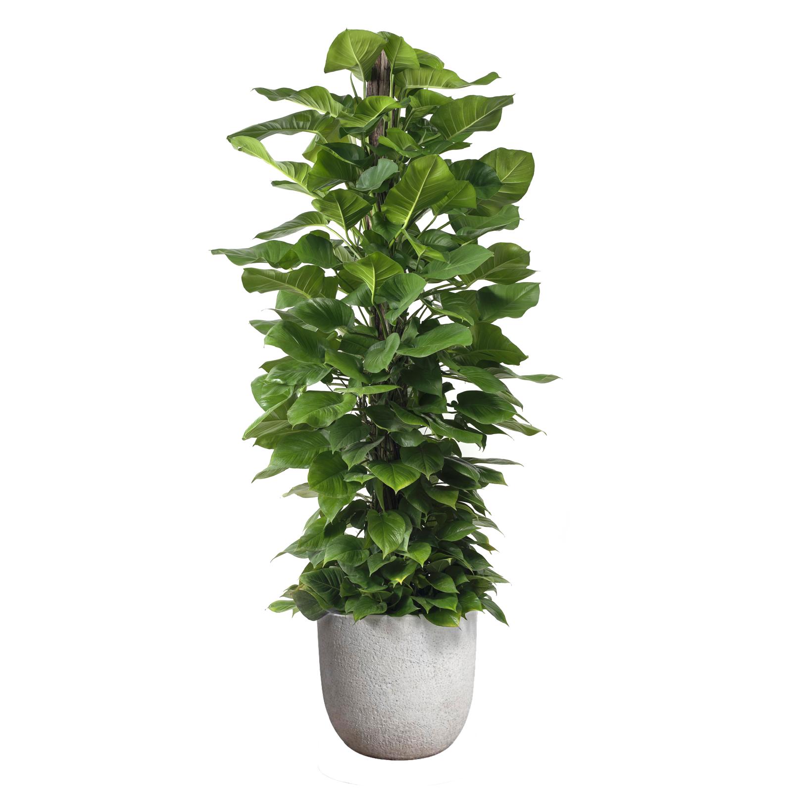Fibercement Round White Large D18"-20" w/ Totem Plant D14" H5-6' PLANT THE FUTURE
