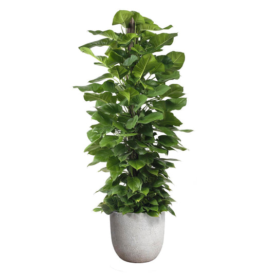 Fibercement Round White Large D18"-20" w/ Totem Plant D14" H5-6' PLANT THE FUTURE