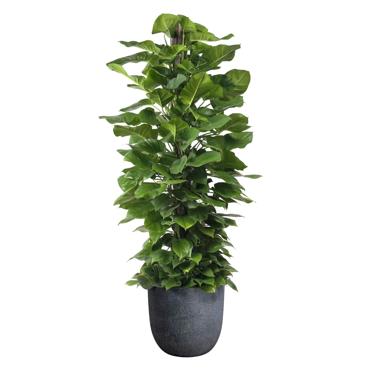 Fibercement Round White Large D18"-20" w/ Totem Plant D14" H5-6' PLANT THE FUTURE