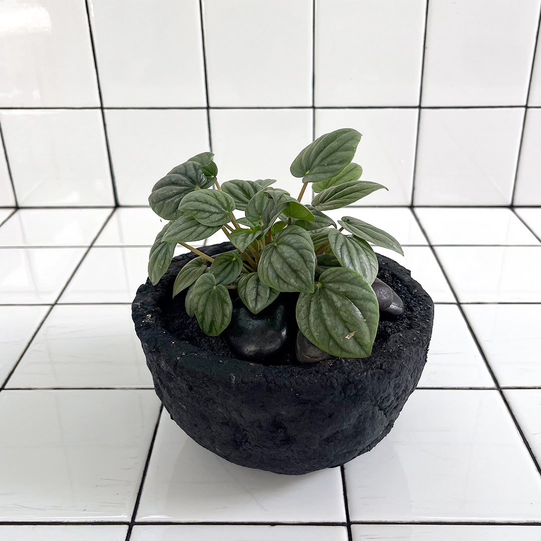 Julieta Teppa  - One of a Kind Black No.2 Peperomia Little Toscani