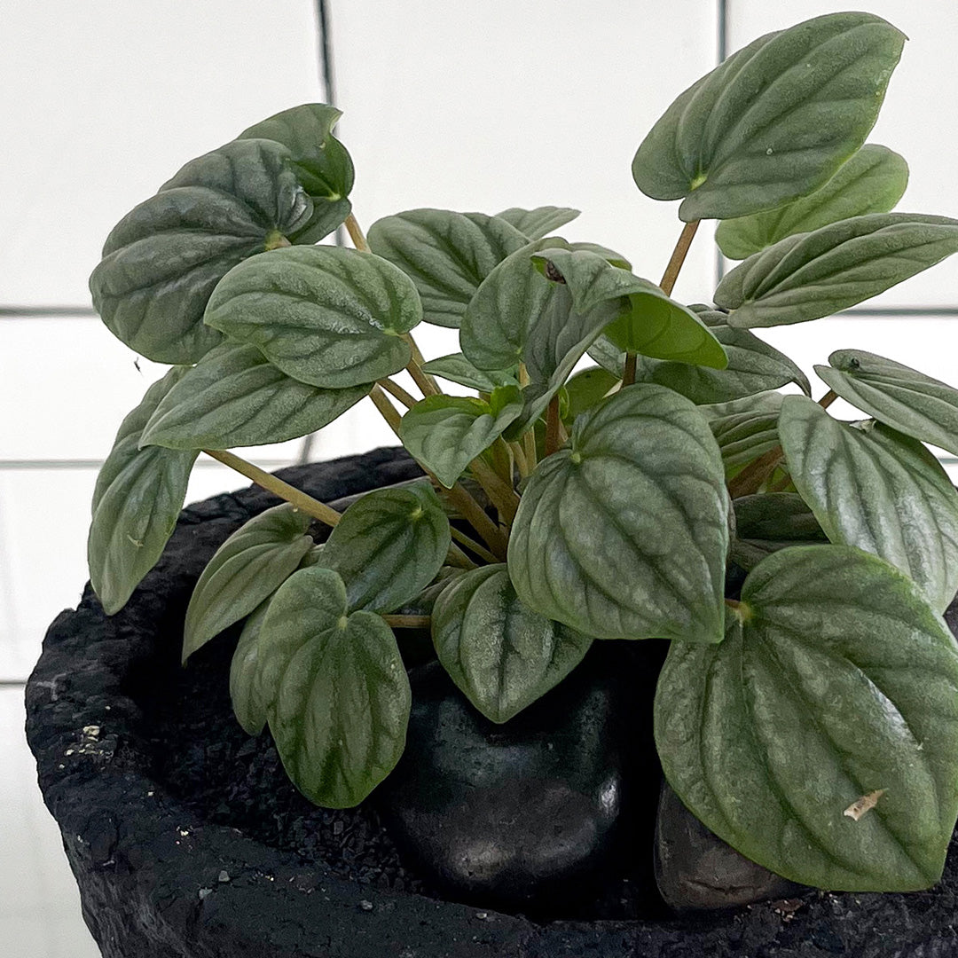 Julieta Teppa  - One of a Kind Black No.2 Peperomia Little Toscani