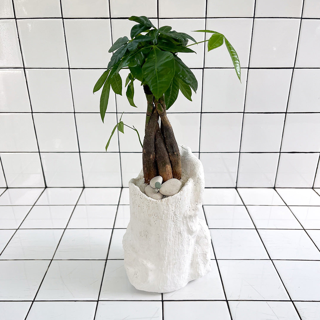 Julieta Teppa  - One of a Kind White No.2 Money Tree