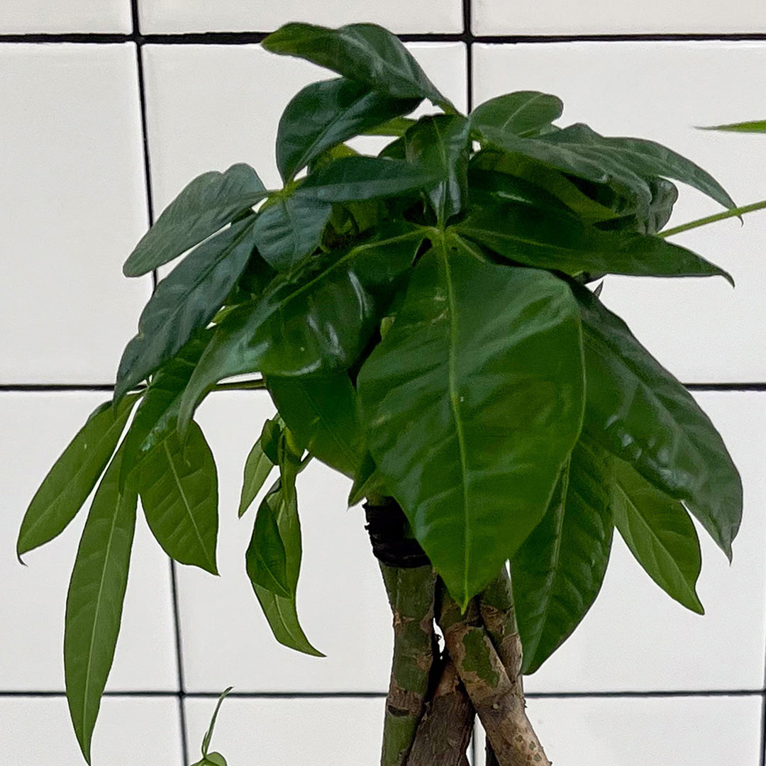 Julieta Teppa  - One of a Kind White No.2 Money Tree