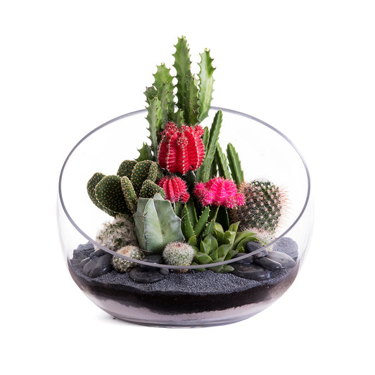 Half Moon Glass Terrarium - Black