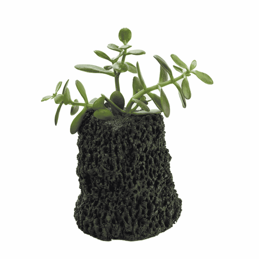 Handmade Cement Planter Black with Jade Plant | Plant the Future