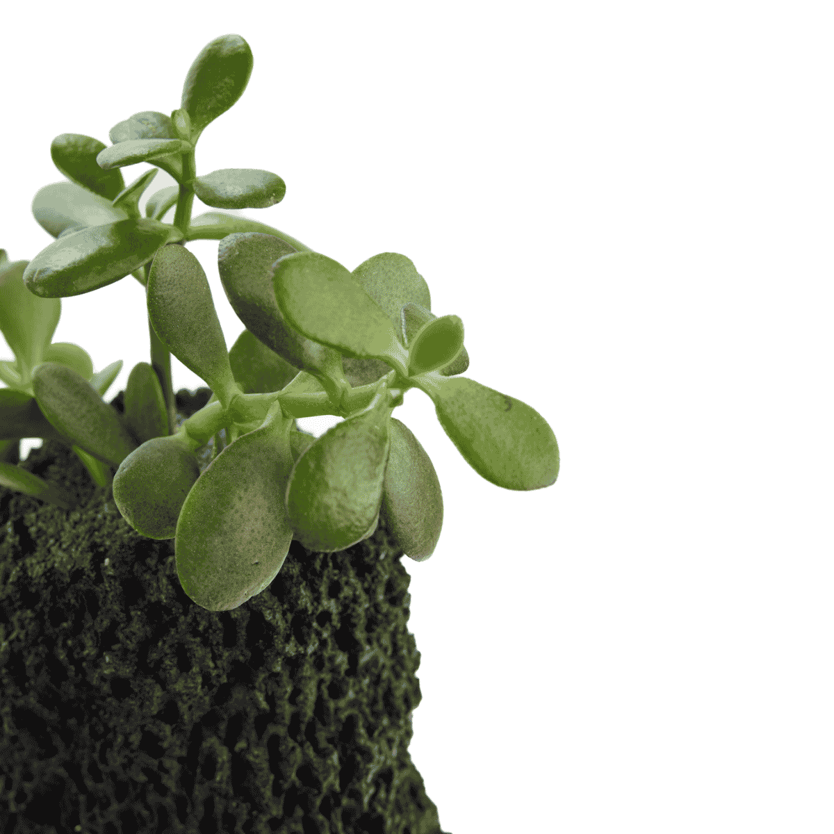 Handmade Cement Planter Black with Jade Plant | Plant the Future