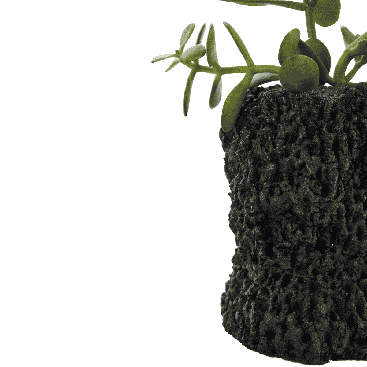 Handmade Cement Planter Black with Jade Plant | Plant the Future