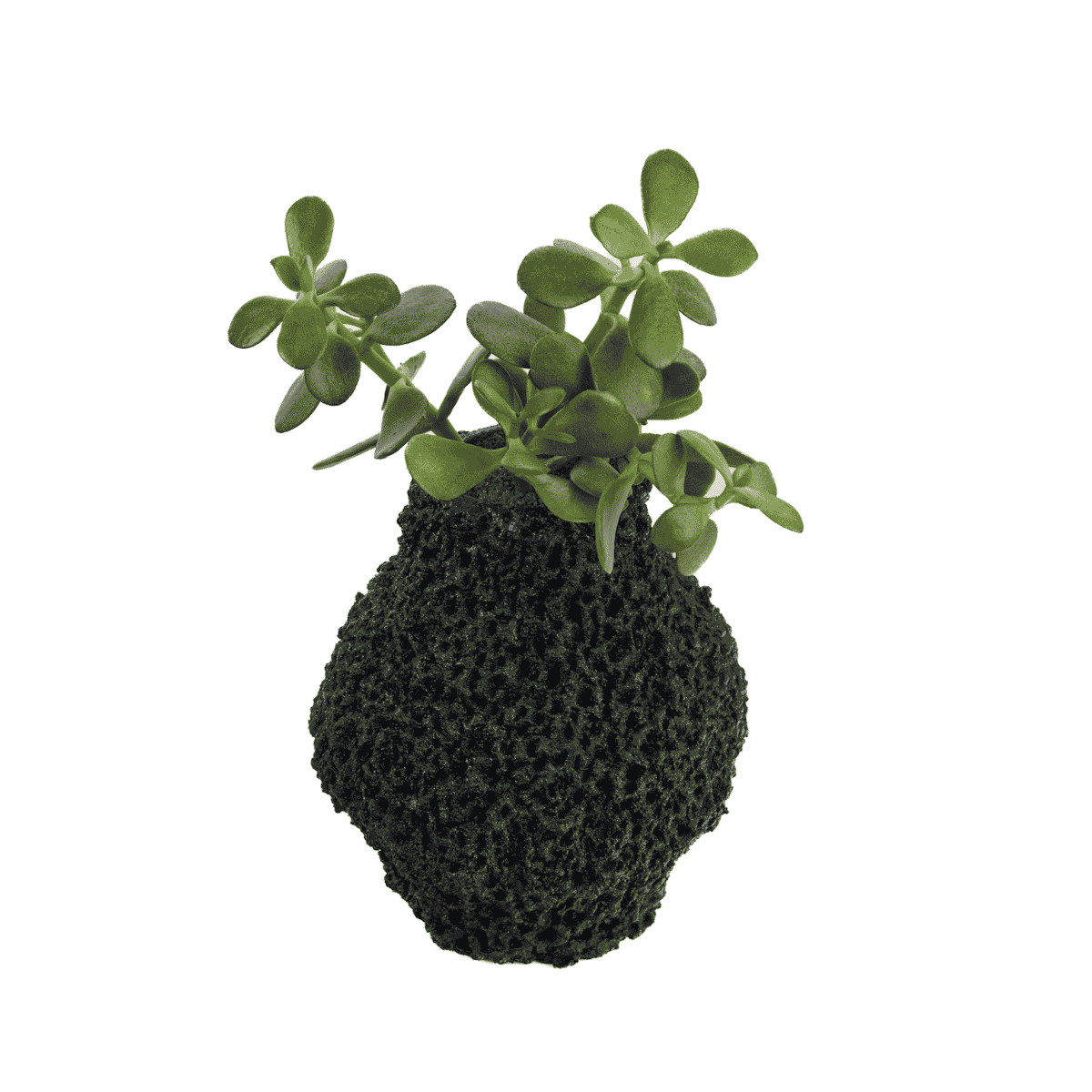 Handmade Cement Planter Black with Jade Plant | Plant the Future