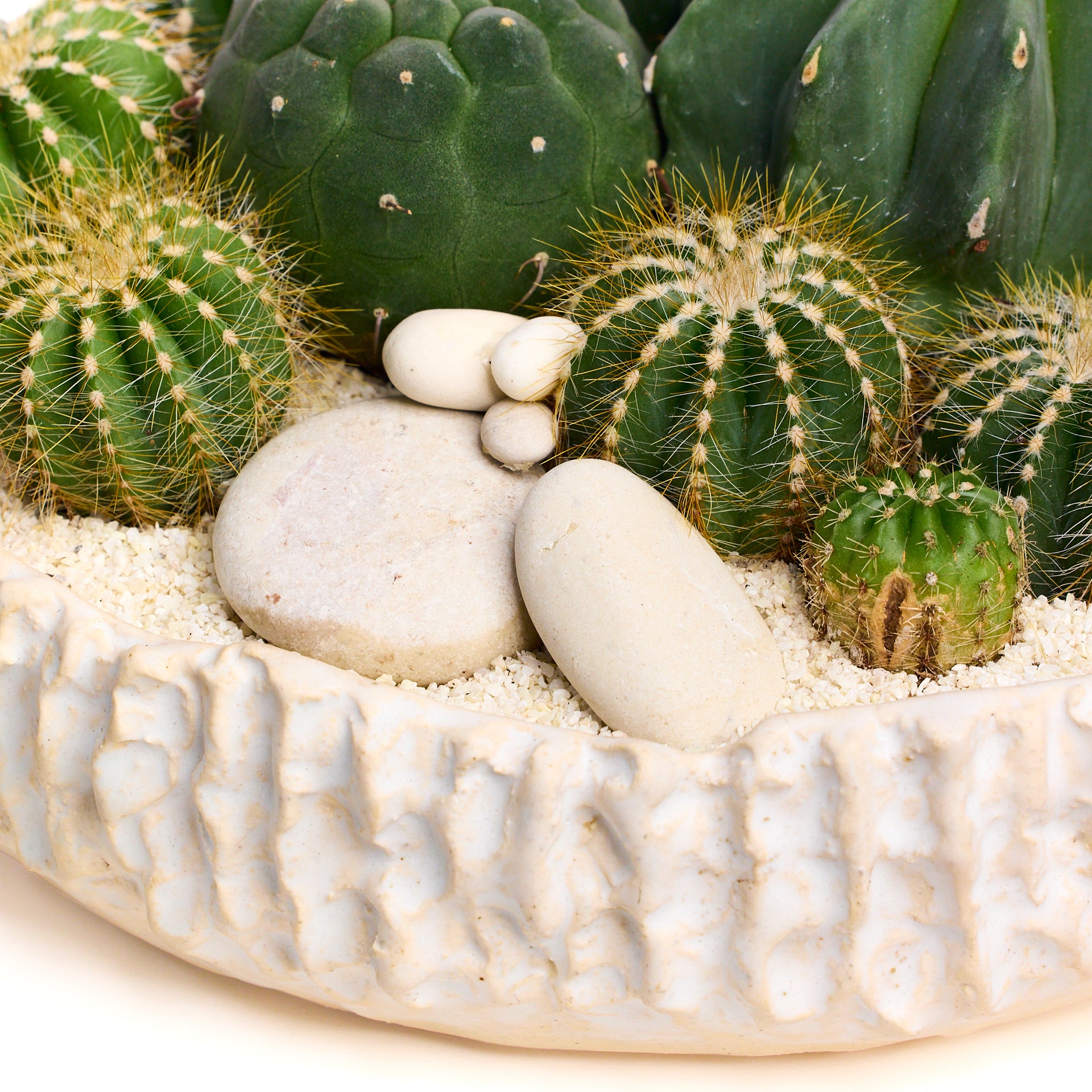 Handmade Ceramic - Chu Collection - Cacti/Succulent Garden Plant The Future