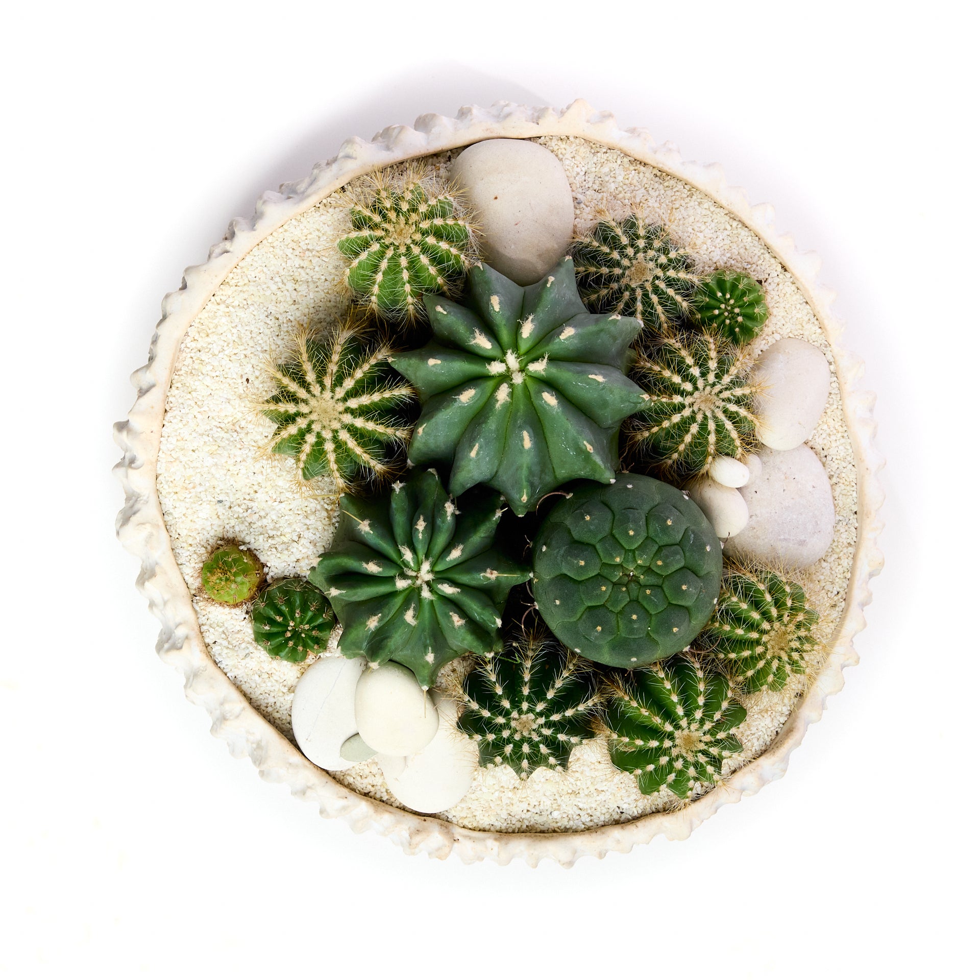 Handmade Ceramic - Chu Collection - Cacti/Succulent Garden Plant The Future