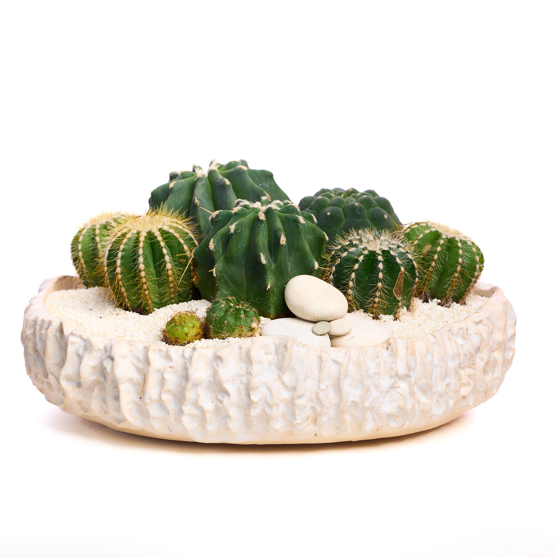 Handmade Ceramic - Chu Collection - Cacti/Succulent Garden Plant The Future