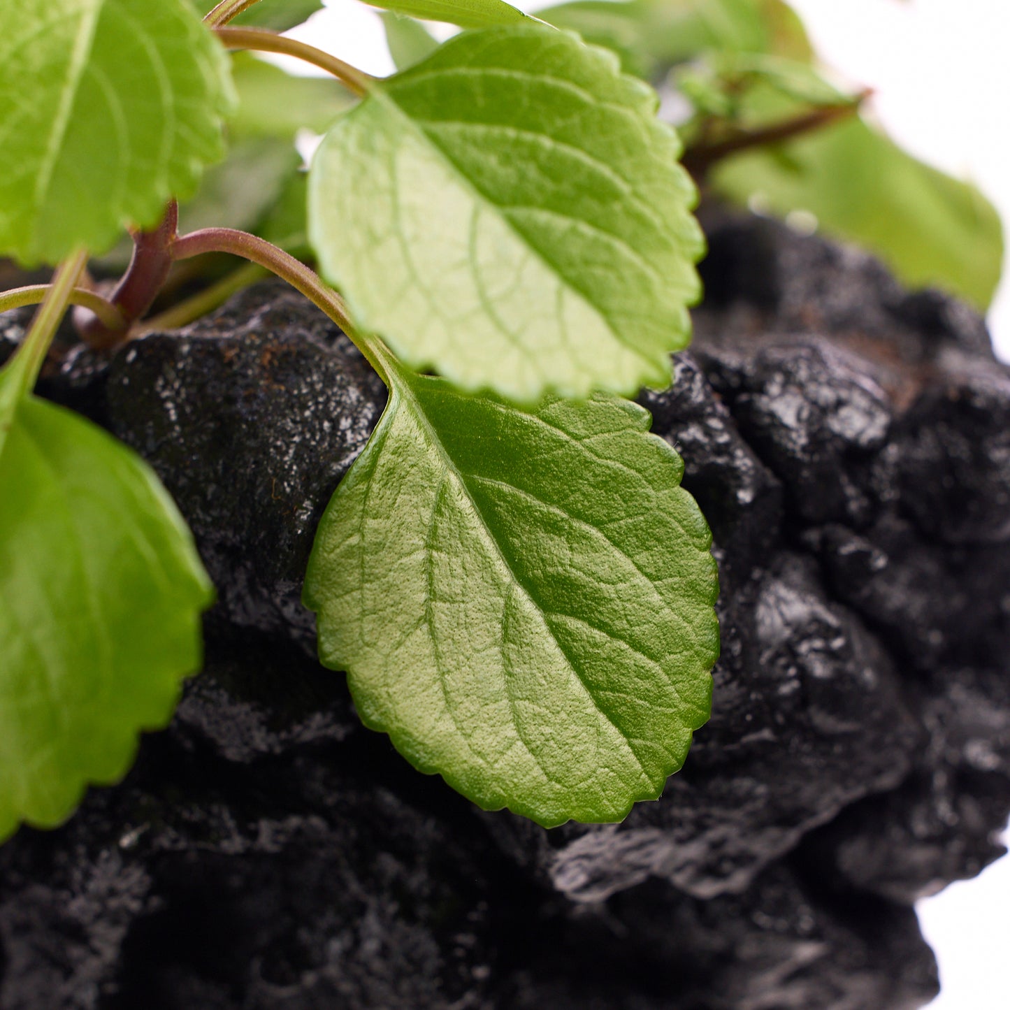 Handmade Keystone Vase - Black with Foliage PLANT THE FUTURE