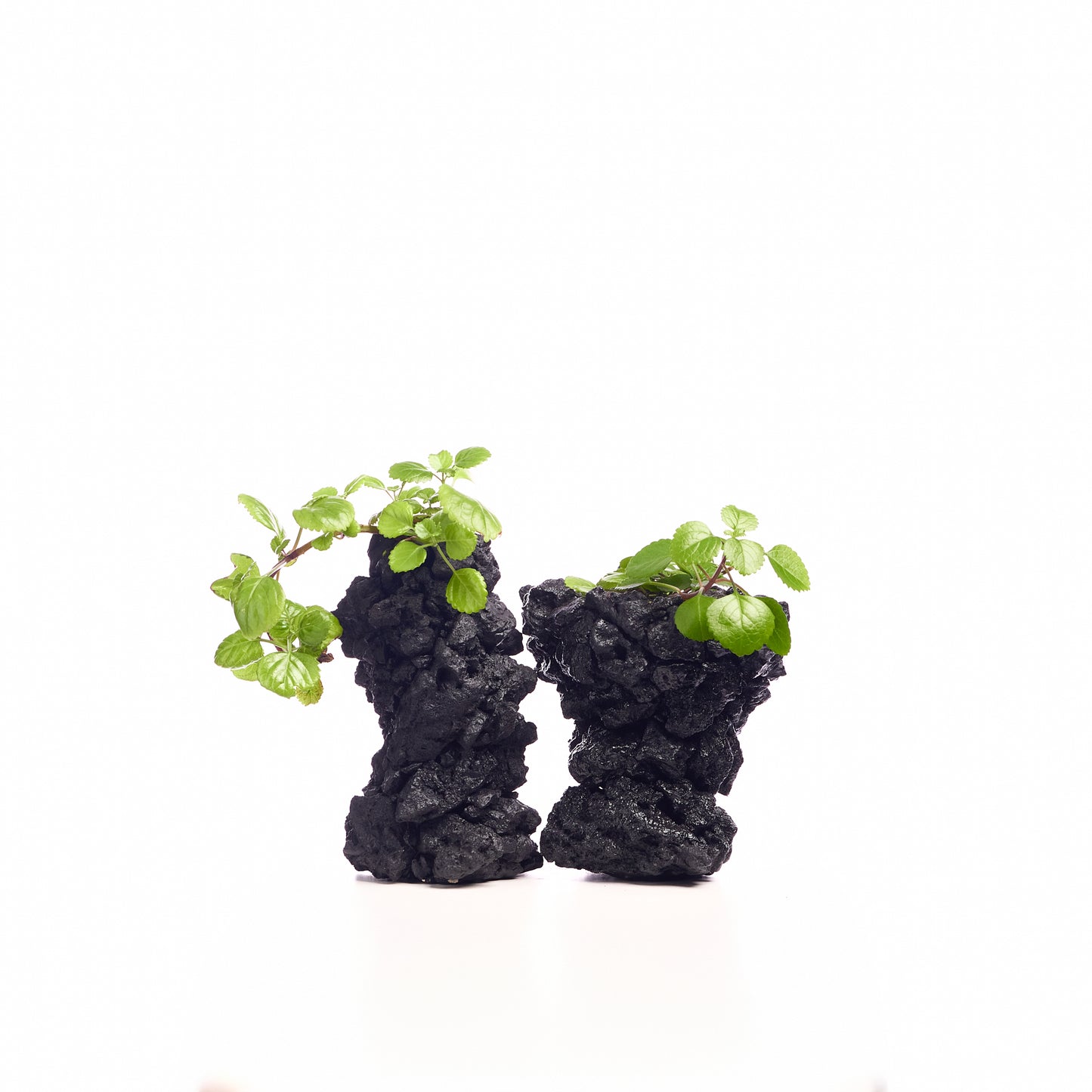 Handmade Keystone Vase - Black with Foliage PLANT THE FUTURE