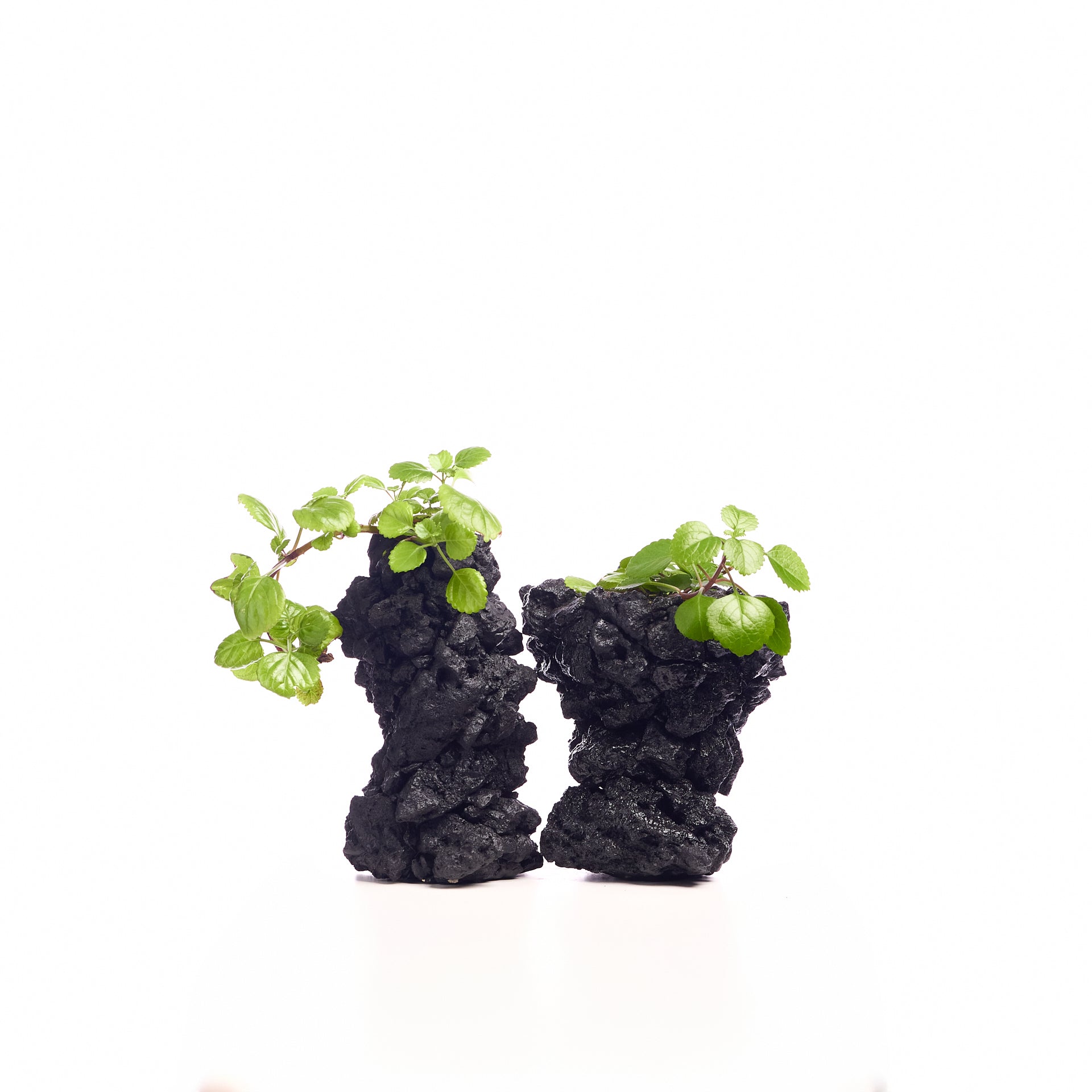 Handmade Keystone Vase - Black with Foliage PLANT THE FUTURE