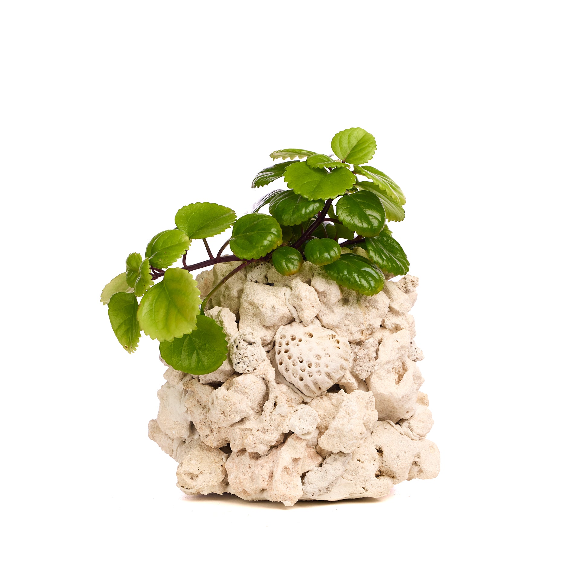 Handmade Keystone Vase - Natural Color with Foliage PLANT THE FUTURE