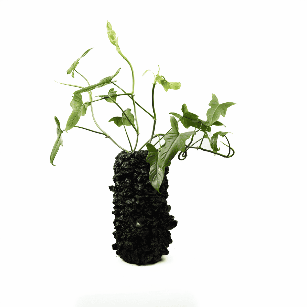 Handmade Keystone Vase Black with Philodendron | Plant the Future