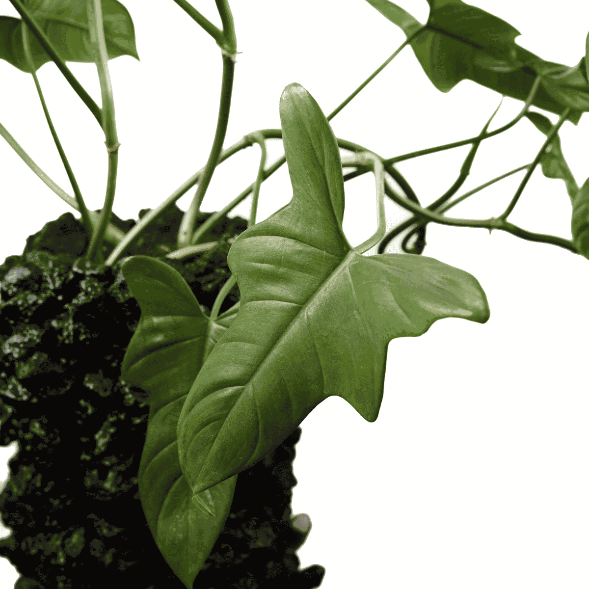 Handmade Keystone Vase Black with Philodendron | Plant the Future