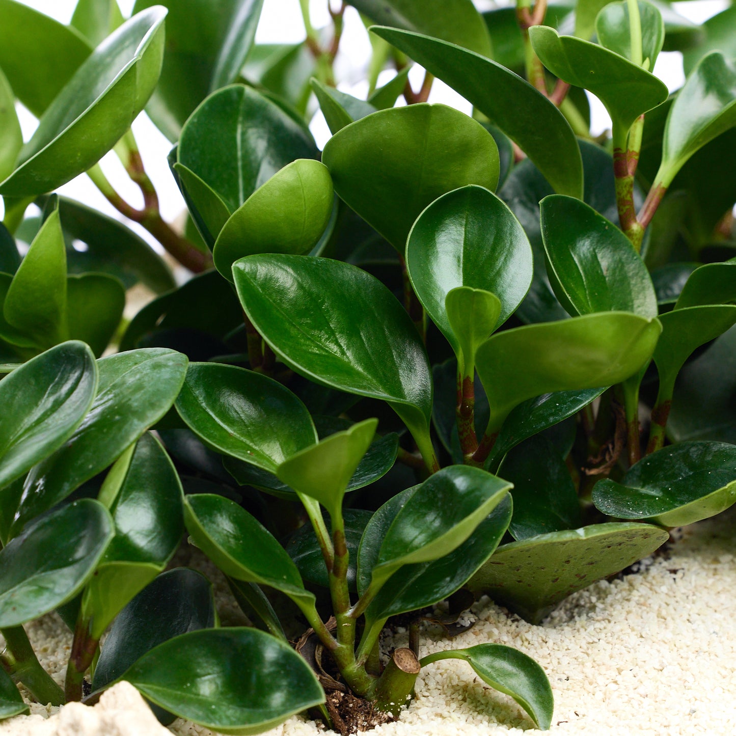 Handmade Keystone Round  - Peperomia Garden Plant The Future