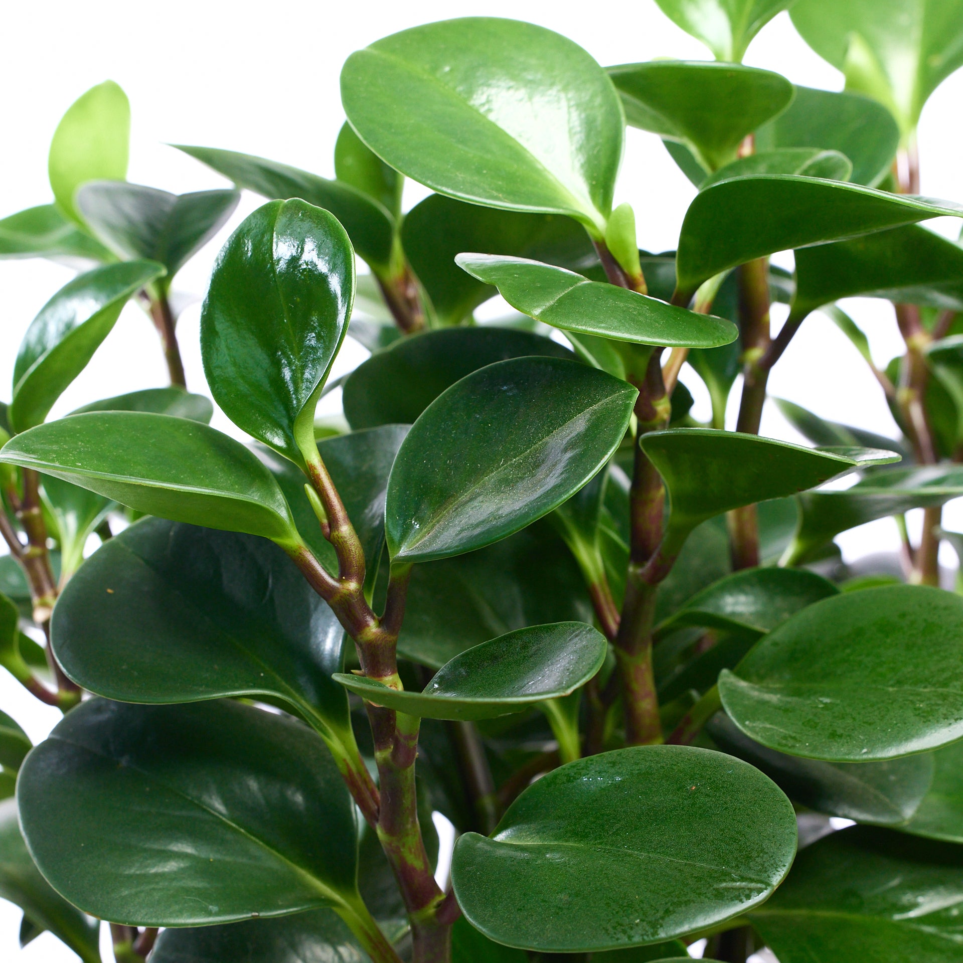 Handmade Keystone Round  - Peperomia Garden Plant The Future