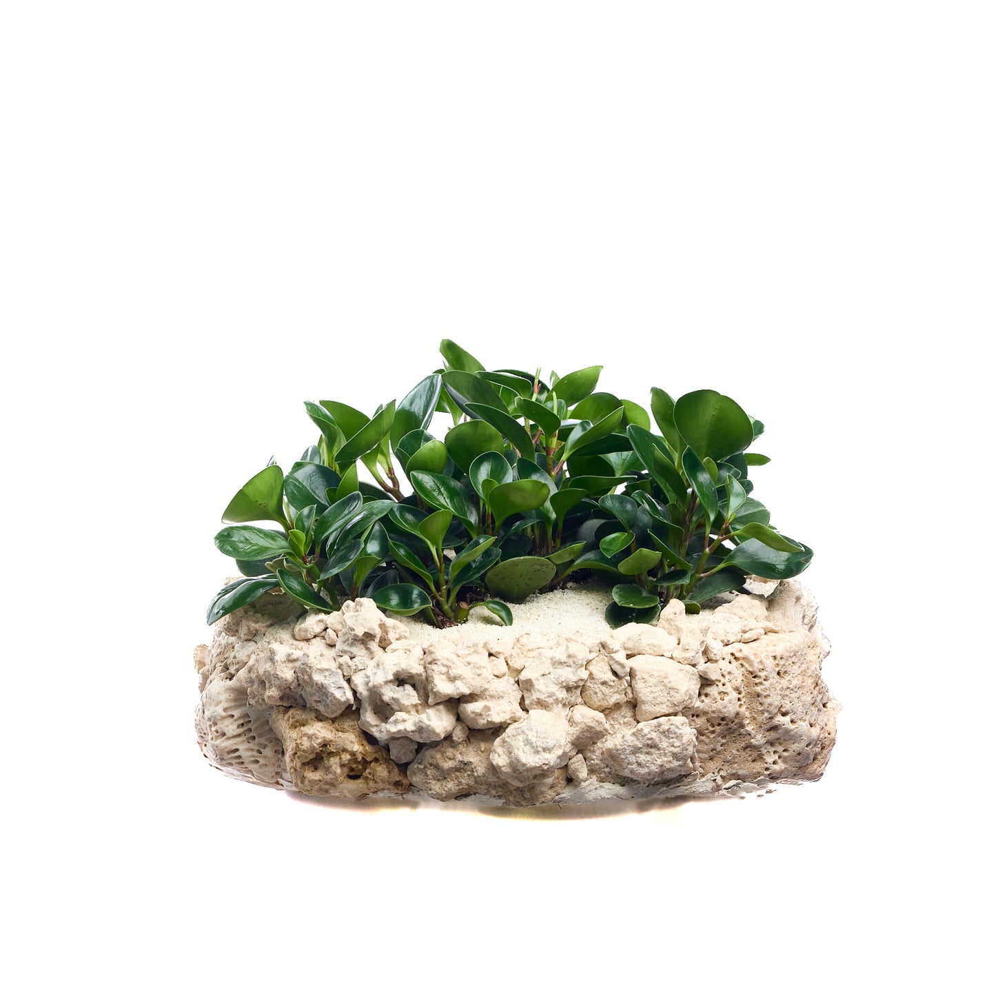 Handmade Keystone Round  - Peperomia Garden Plant The Future