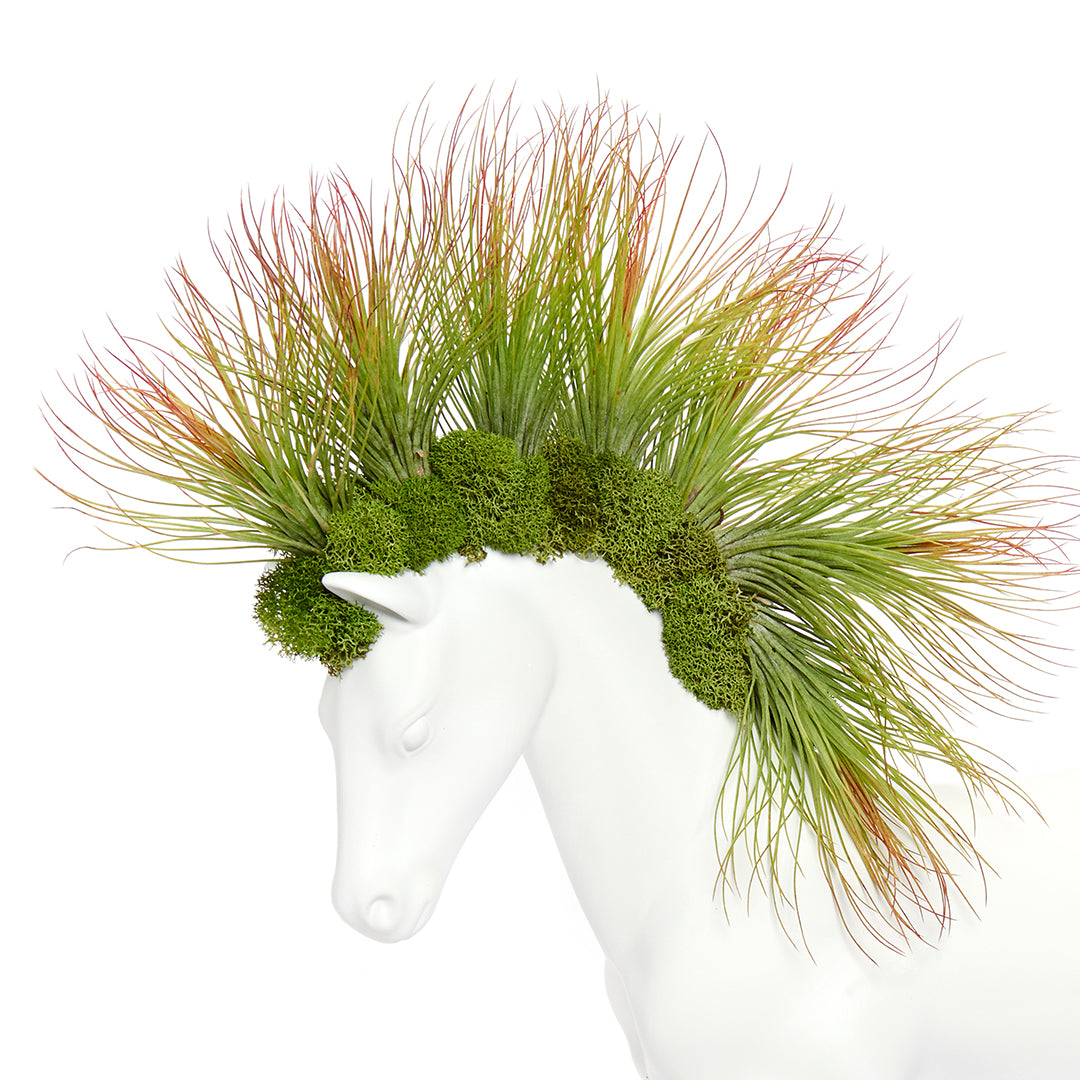 Upcycled Toy Horse Figurine - Small Walking - Andreana Airplants (20" H x 11" W)