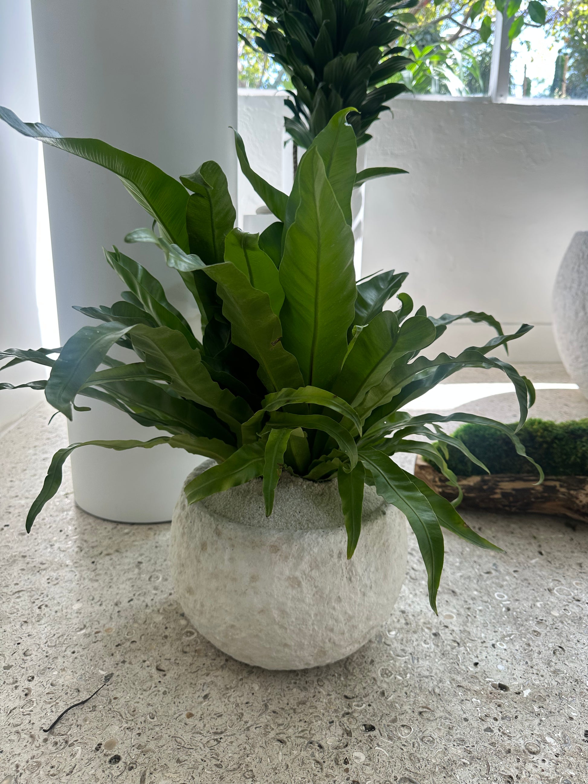 Fibercement Low Bowl white w/Foliage PLANT THE FUTURE