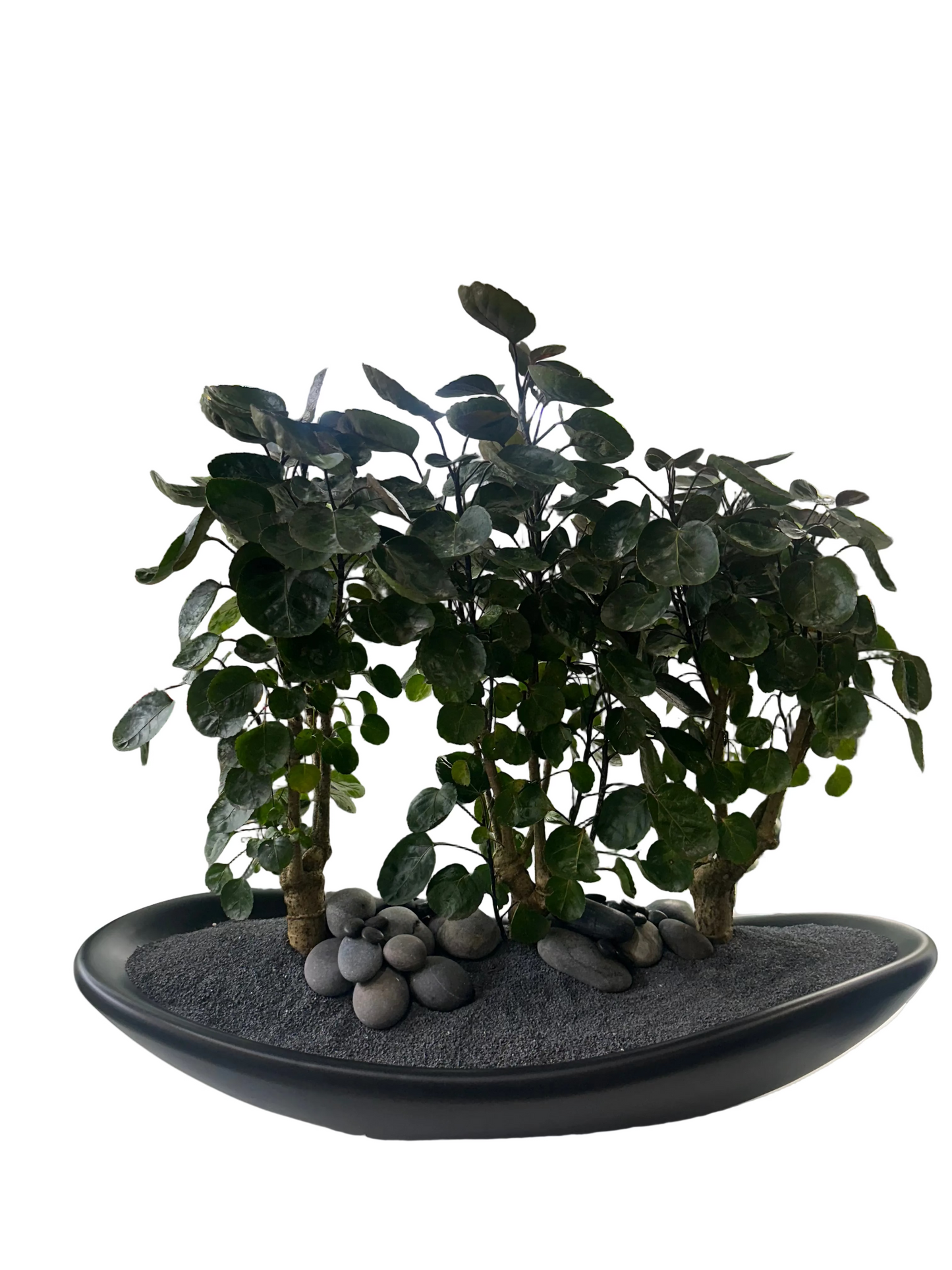 Ceramic Oblong Bowl - Foliage Plant The Future