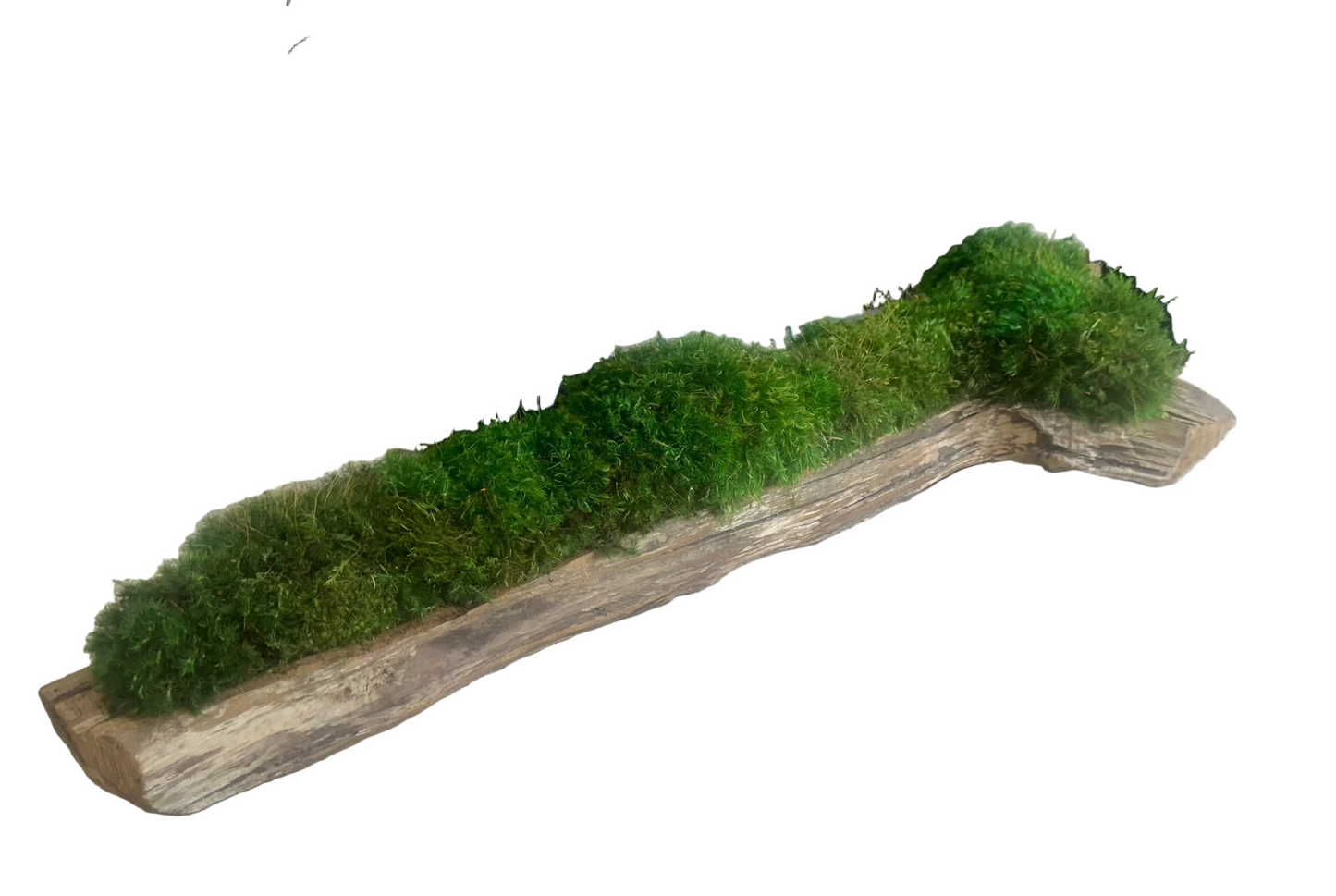 Natural Wood Trough with Moss Plant the Future